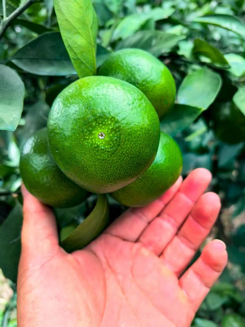 广西特早大芬蜜橘大量上市对接电商，商超各大平台市场
