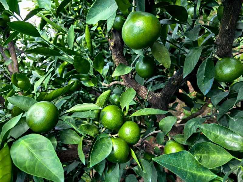 广西特早大芬蜜橘大量上市对接电商，商超各大平台市场