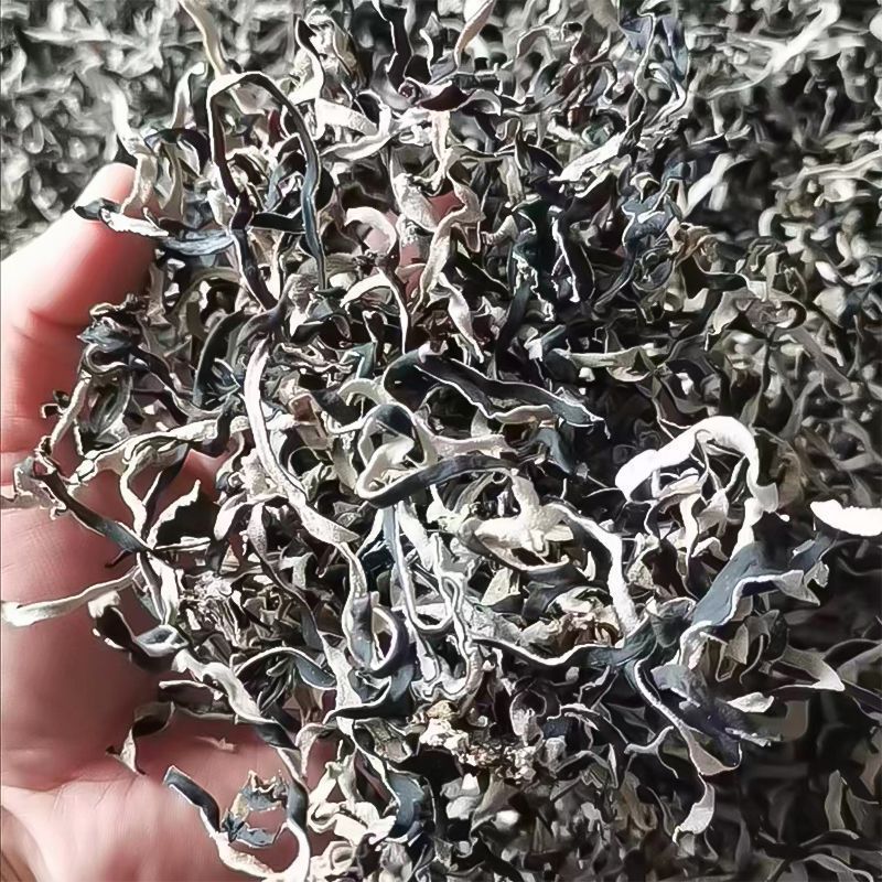 白背毛木耳丝