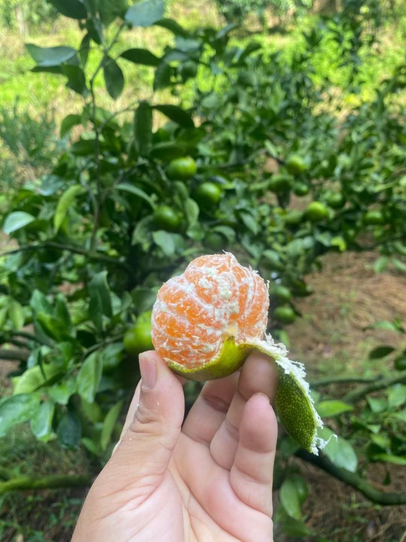 寻乌蜜桔大量