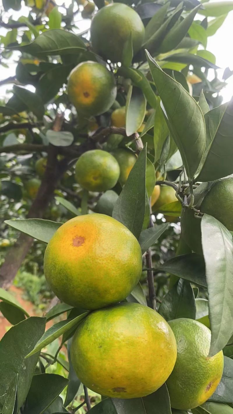 寻乌蜜桔大量