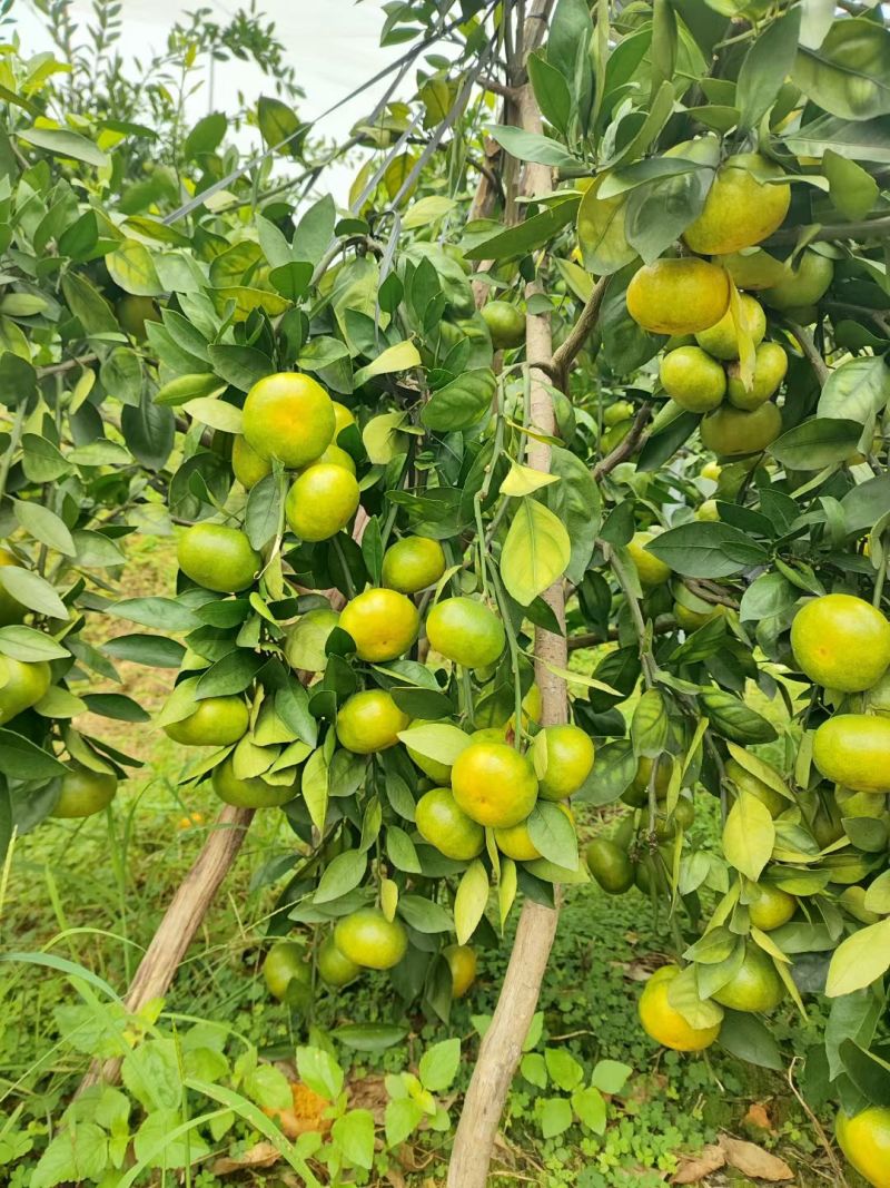 寻乌蜜桔大量