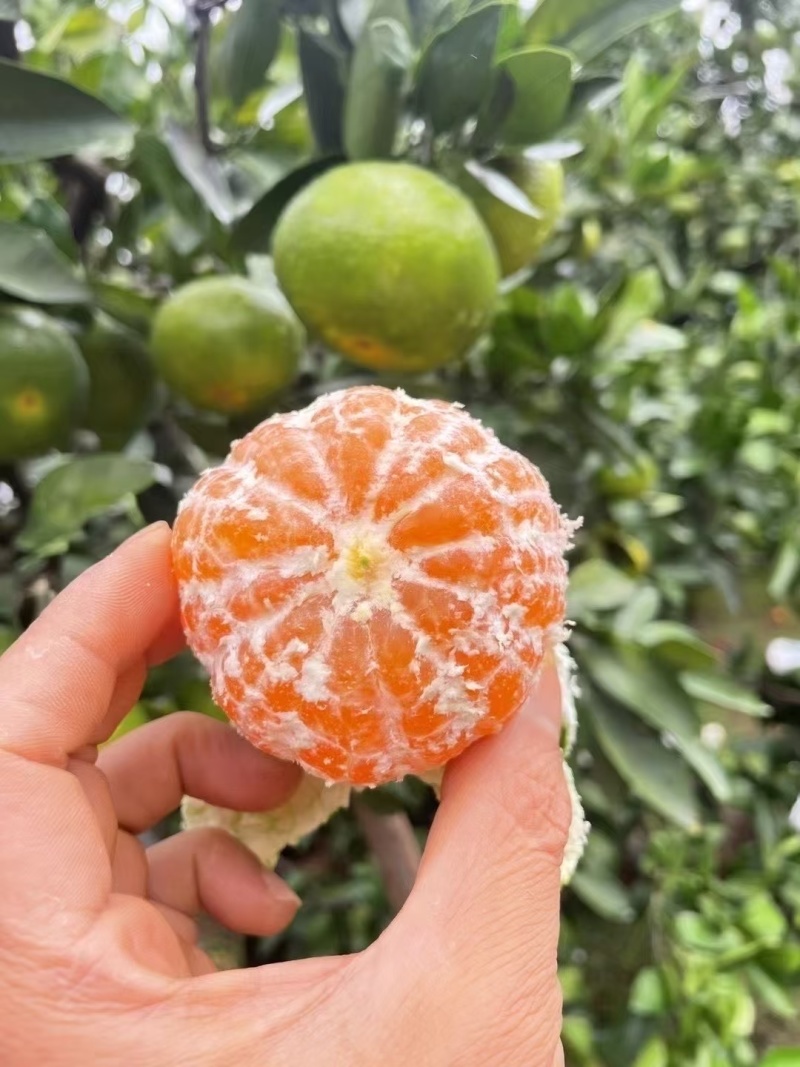 寻乌蜜桔大量