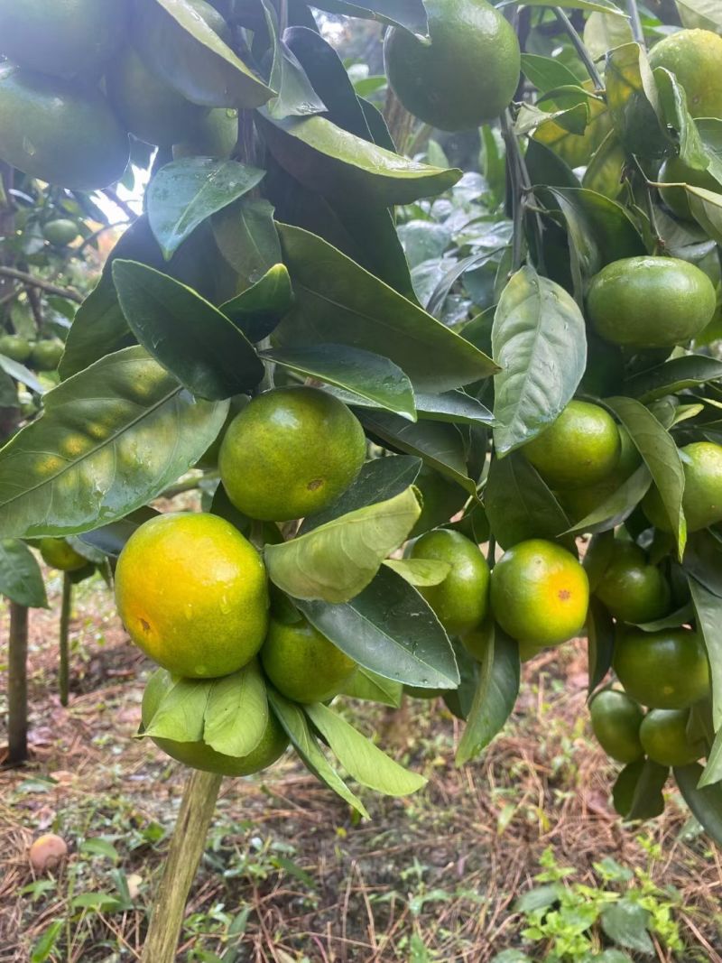 寻乌蜜桔大量