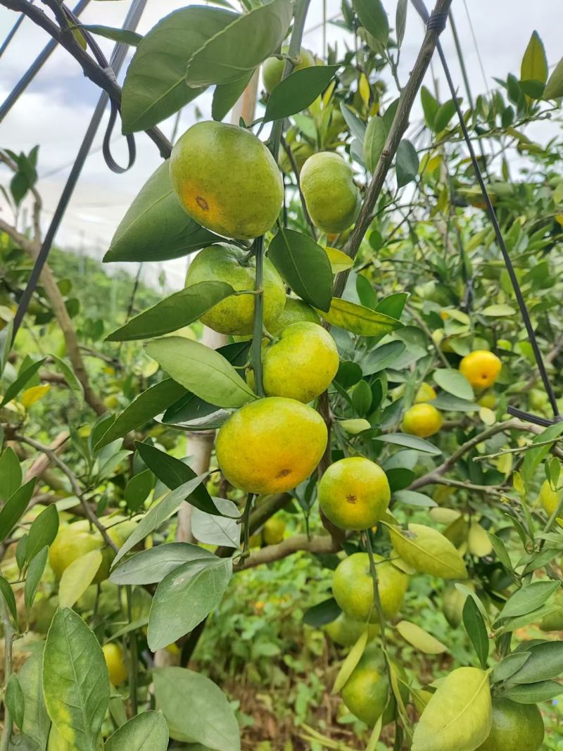 寻乌蜜桔大量