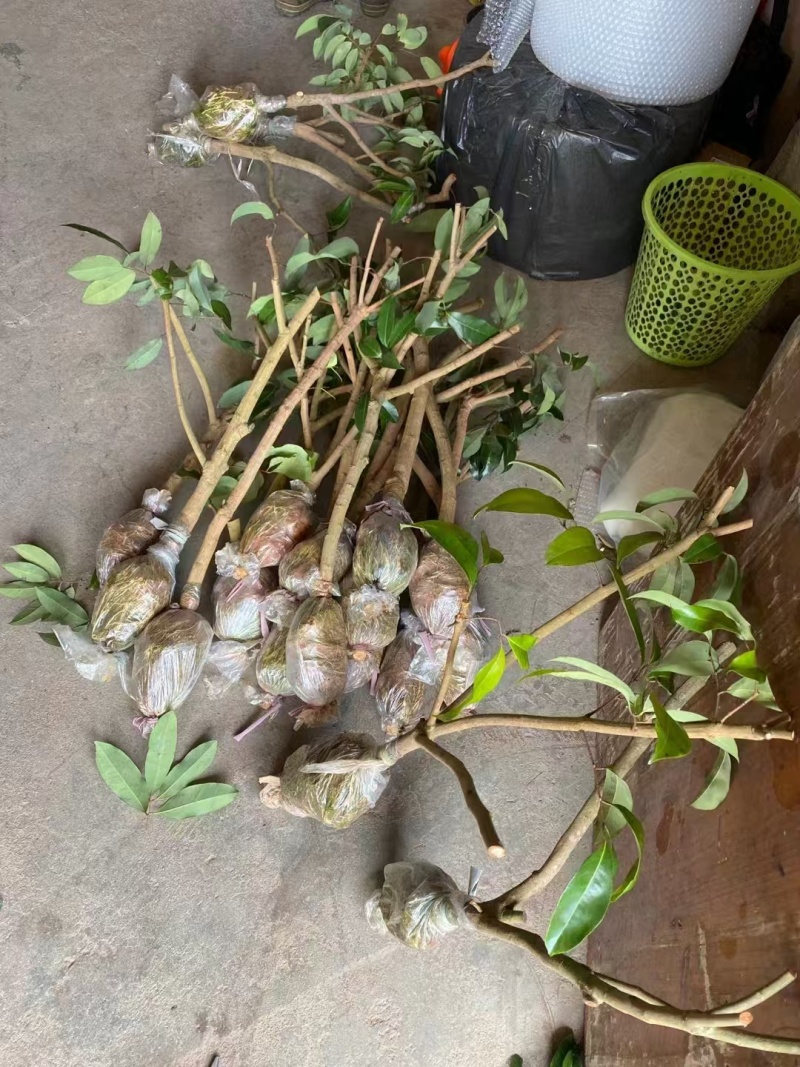 荔枝苗\新品荔枝苗\各种荔枝品种都有\大量有货\欢迎咨询