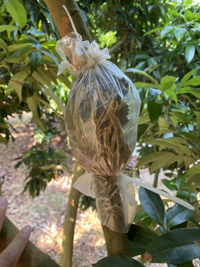 荔枝苗\新品荔枝苗\各种荔枝品种都有\大量有货\欢迎咨询