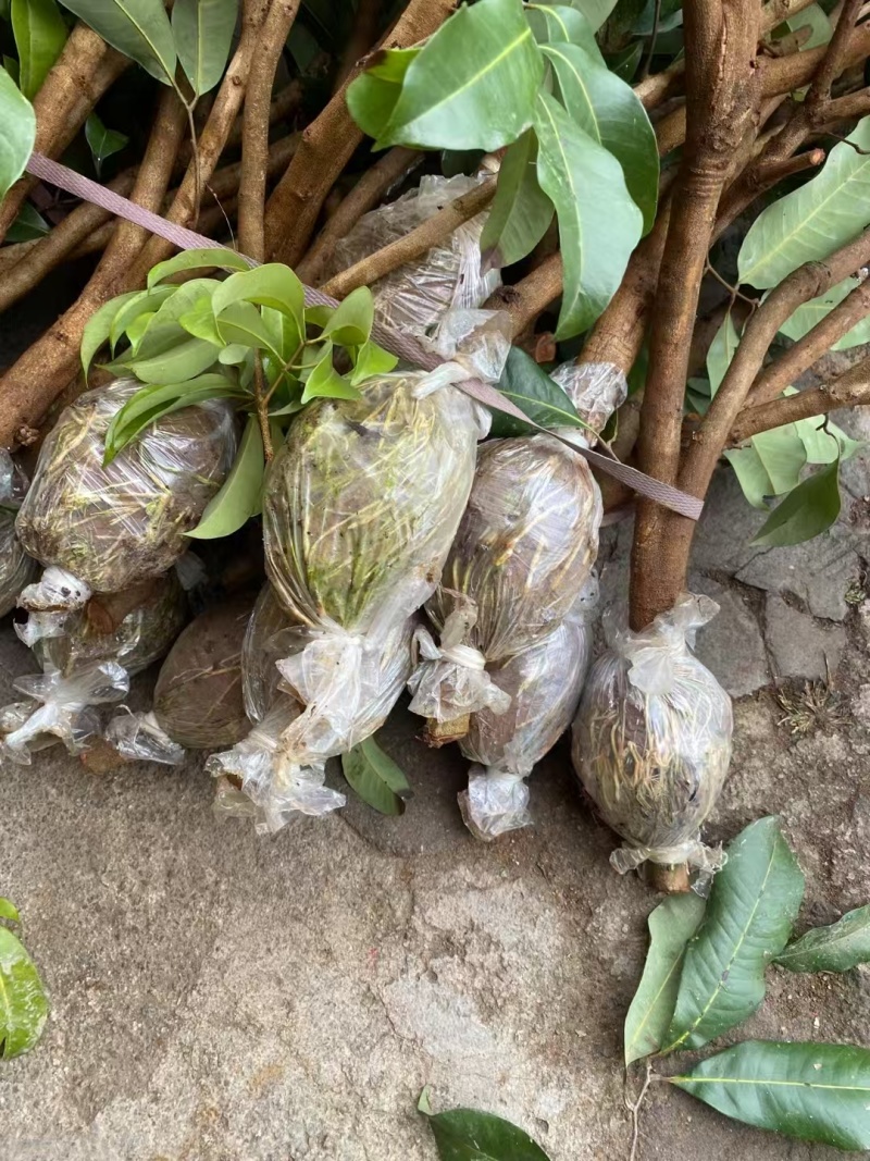 荔枝苗\新品荔枝苗\各种荔枝品种都有\大量有货\欢迎咨询