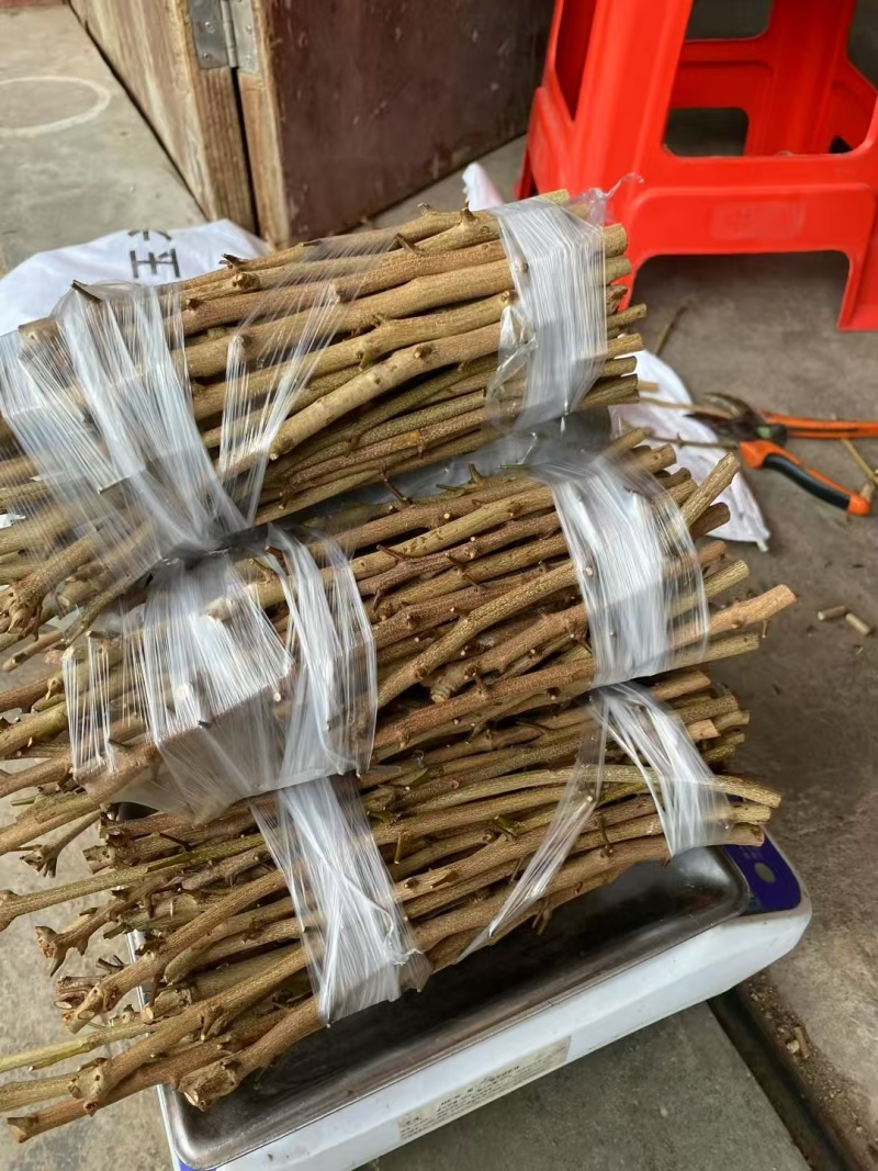 荔枝苗\新品荔枝苗\各种荔枝品种都有\大量有货\欢迎咨询