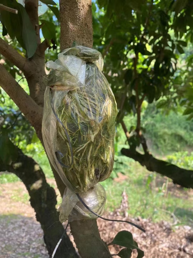 荔枝苗\新品荔枝苗\各种荔枝品种都有\大量有货\欢迎咨询