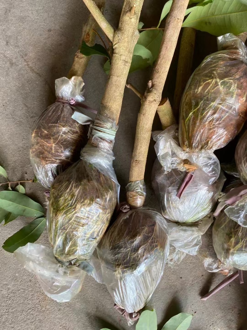 荔枝苗\新品荔枝苗\各种荔枝品种都有\大量有货\欢迎咨询