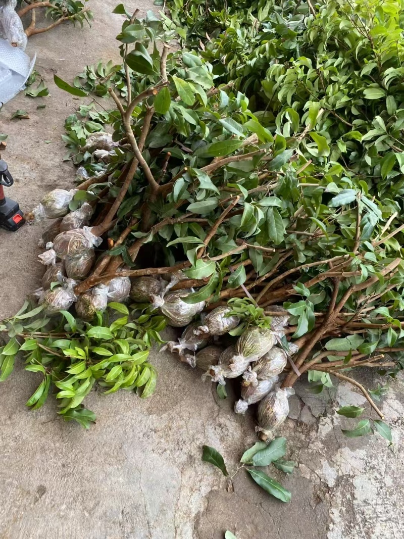荔枝苗\新品荔枝苗\各种荔枝品种都有\大量有货\欢迎咨询