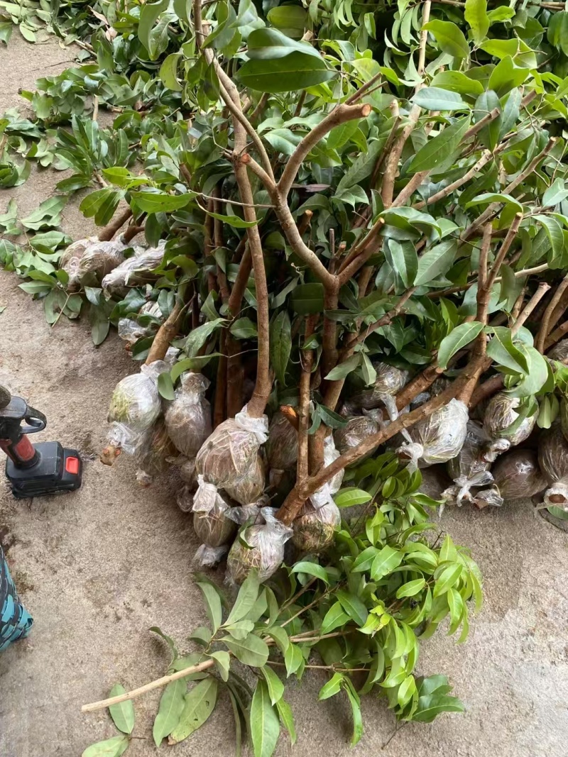 荔枝苗\新品荔枝苗\各种荔枝品种都有\大量有货\欢迎咨询