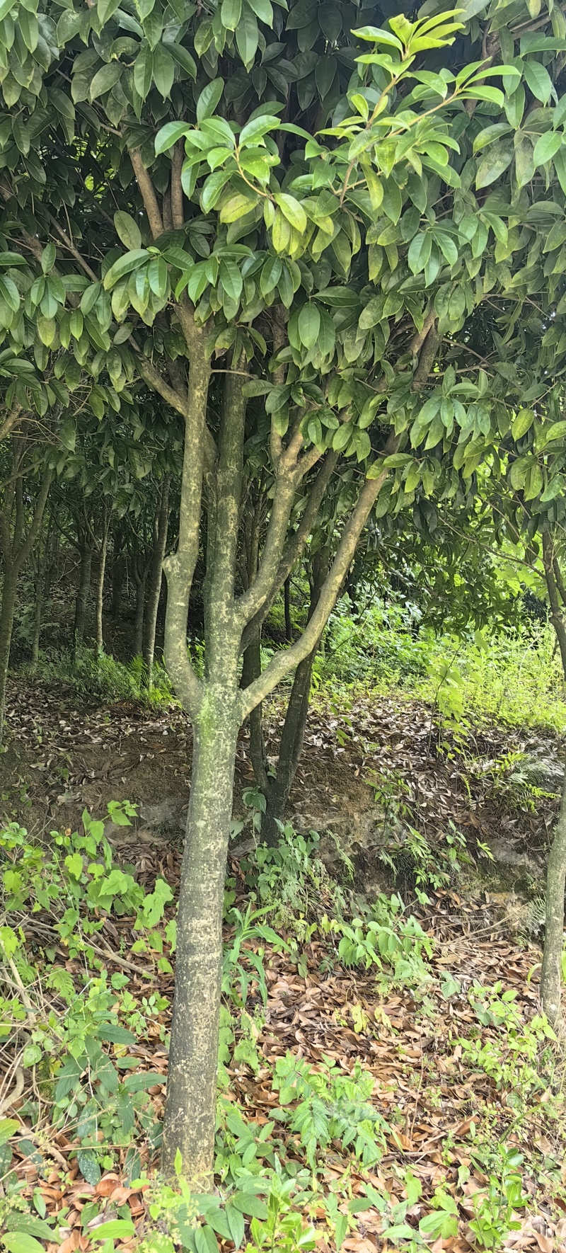 一眼就入心的桂花树