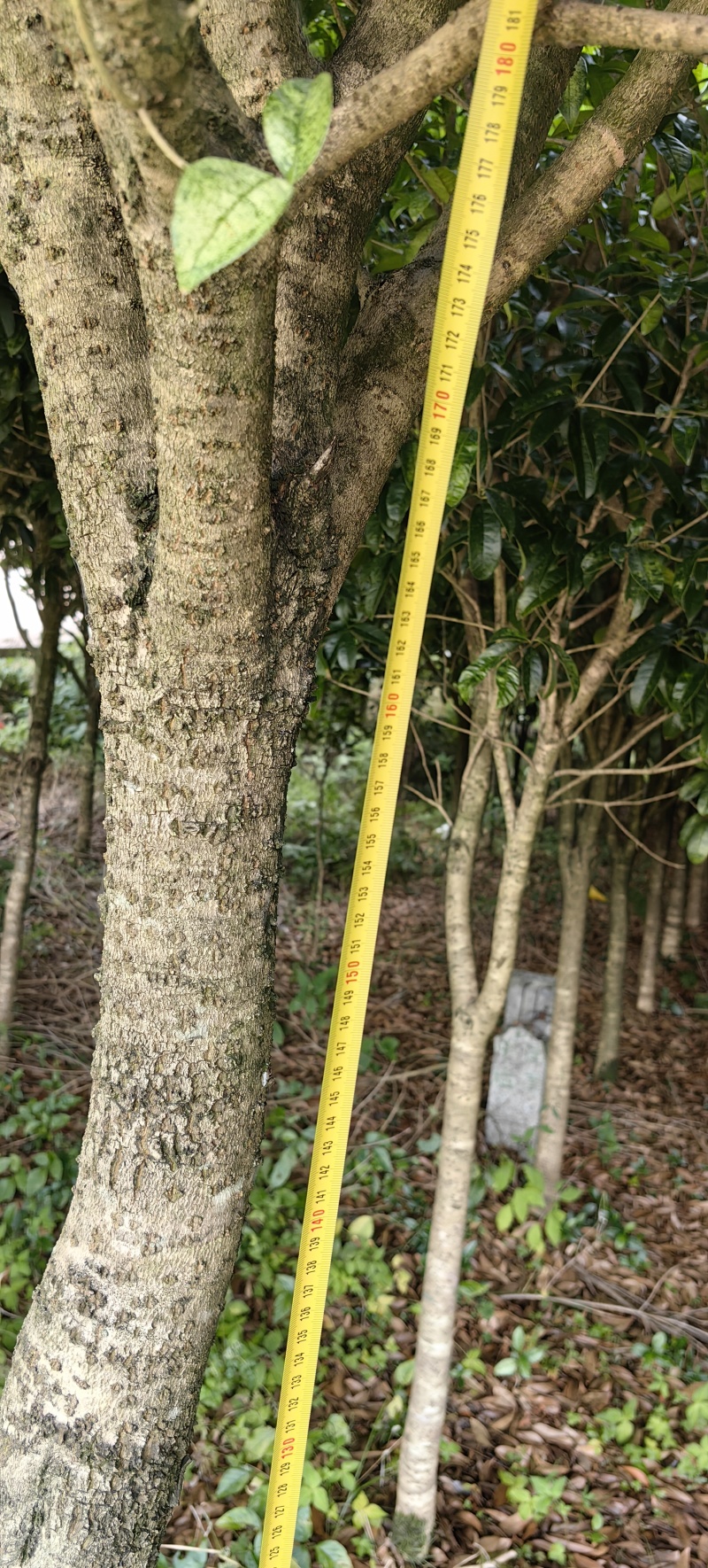 一眼就入心的桂花树
