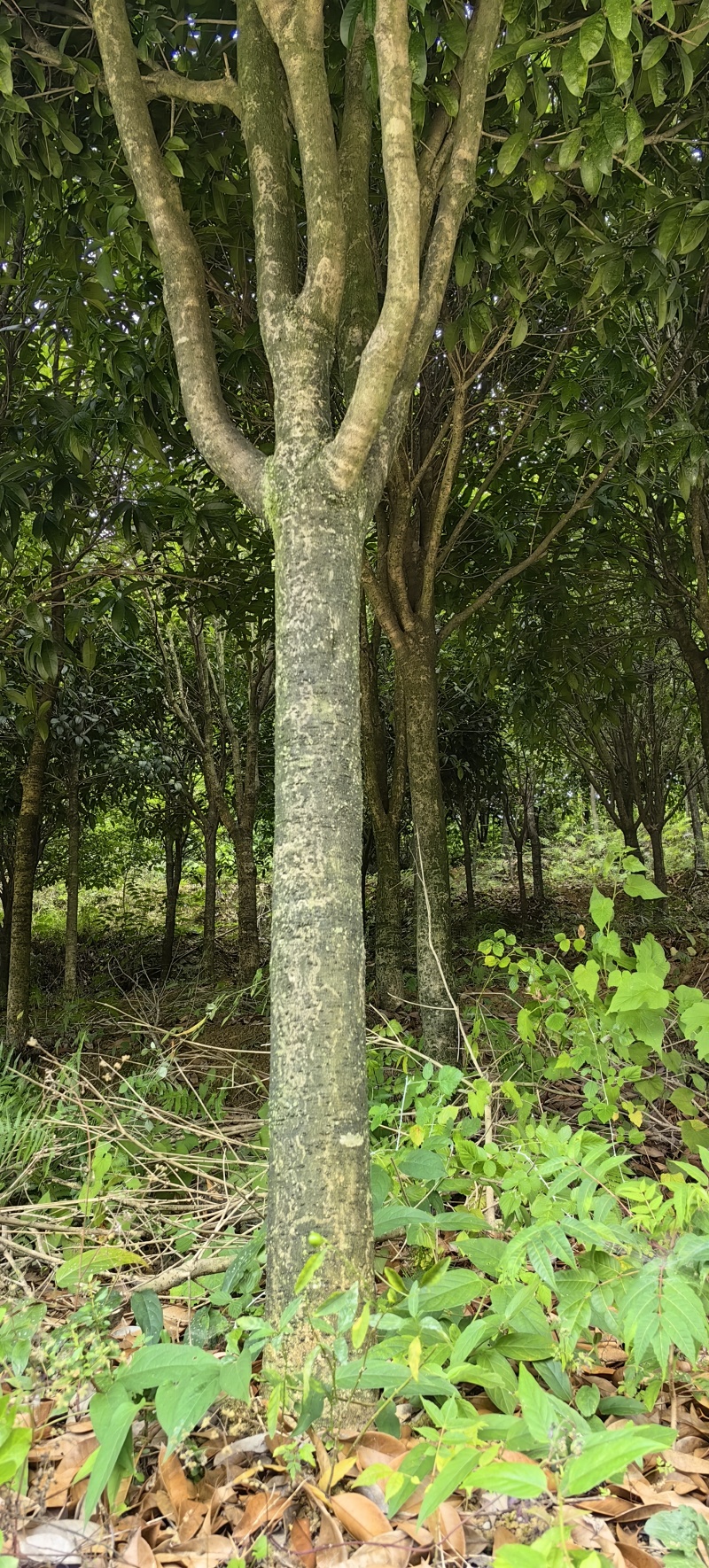 一眼就入心的桂花树