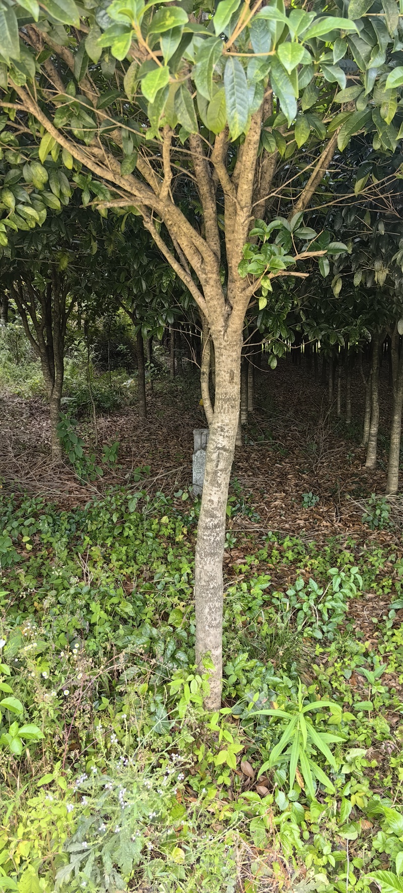 一眼就入心的桂花树