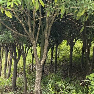 一眼就入心的桂花树
