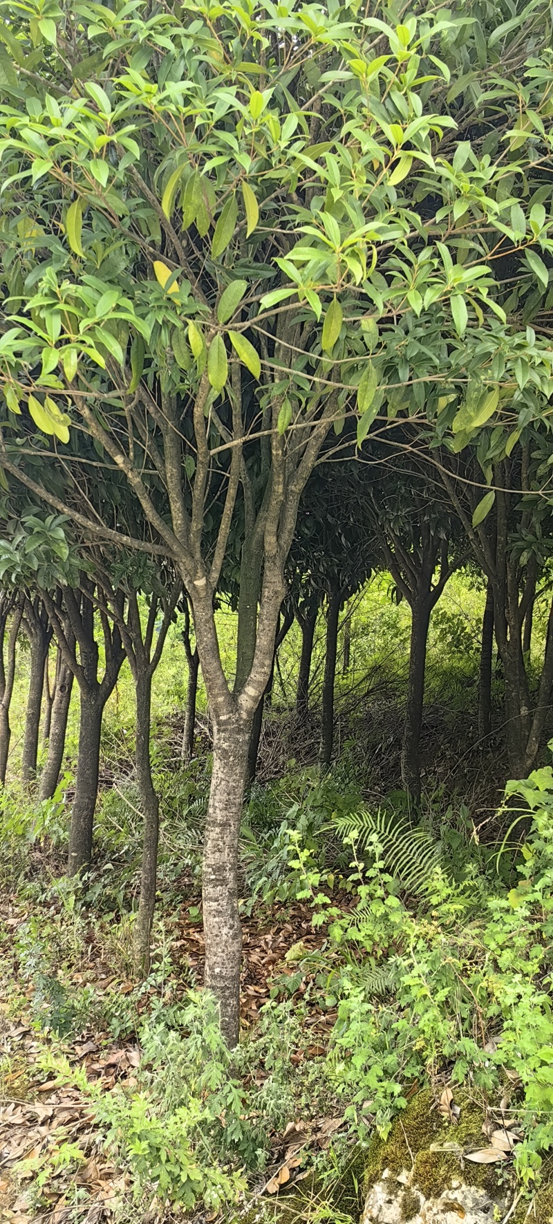 一眼就入心的桂花树
