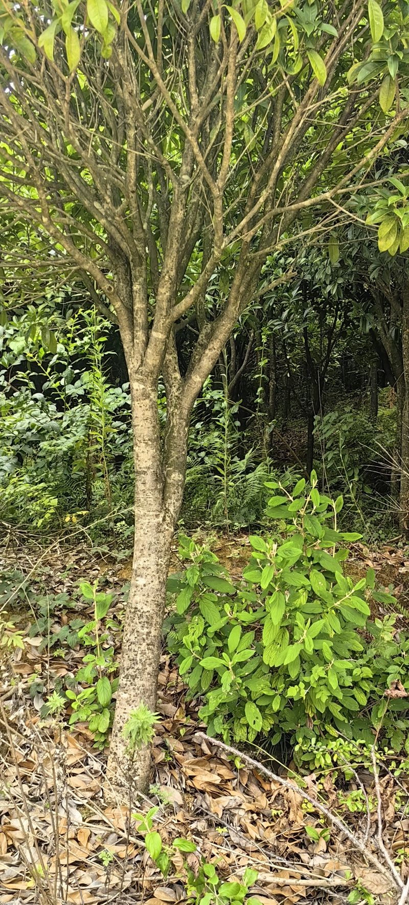 一眼就入心的桂花树