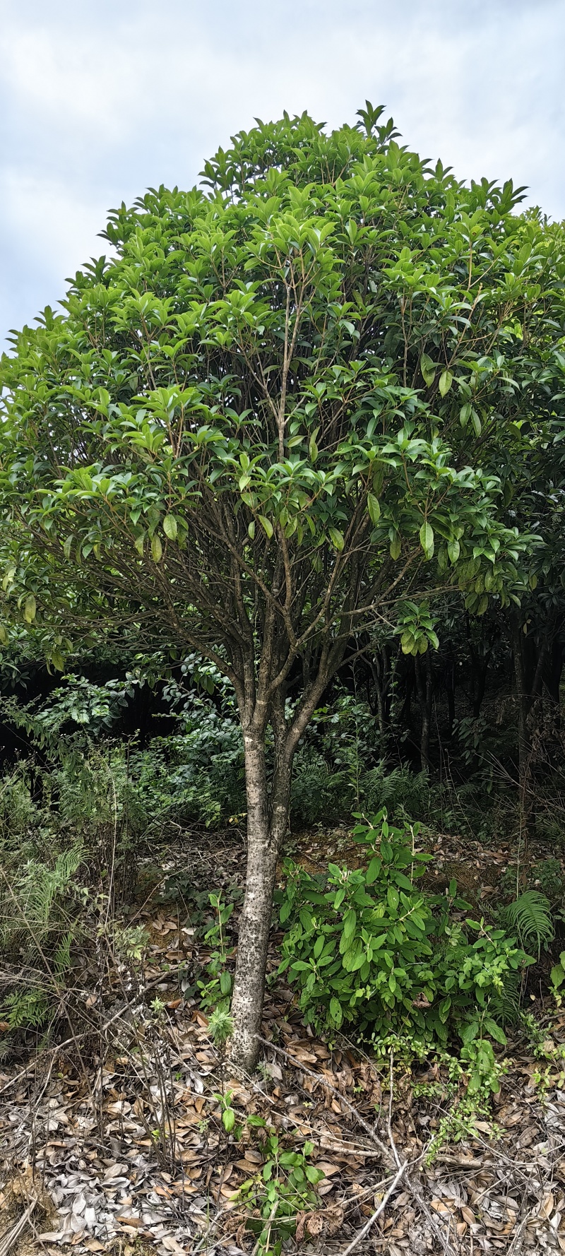 一眼就入心的桂花树