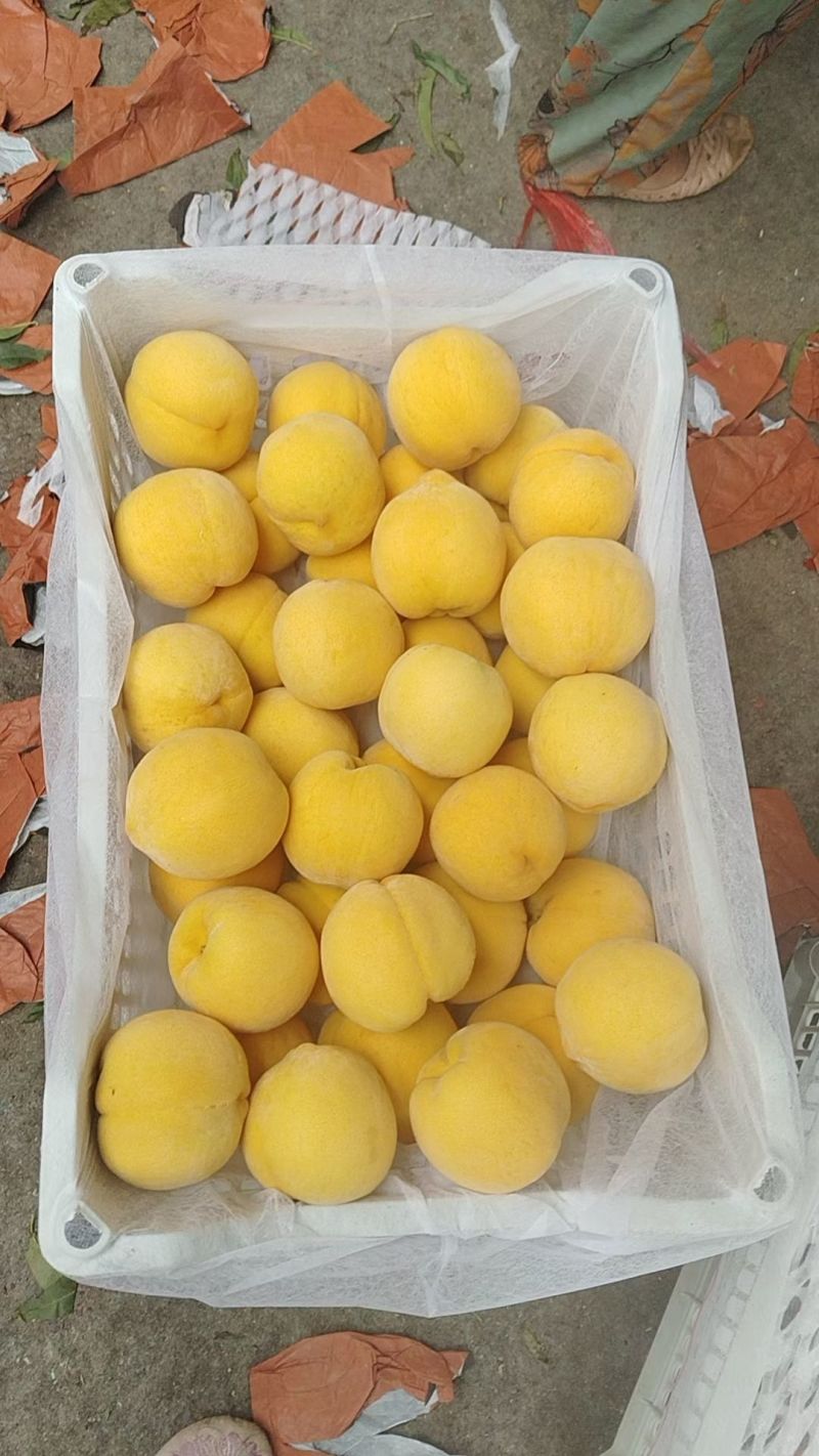 黄中黄，黄焗油大量现货价格美丽