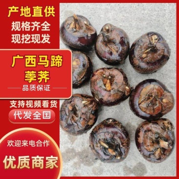 广西马蹄，个头大，入口即化，清甜可口，价格实惠，质量保证
