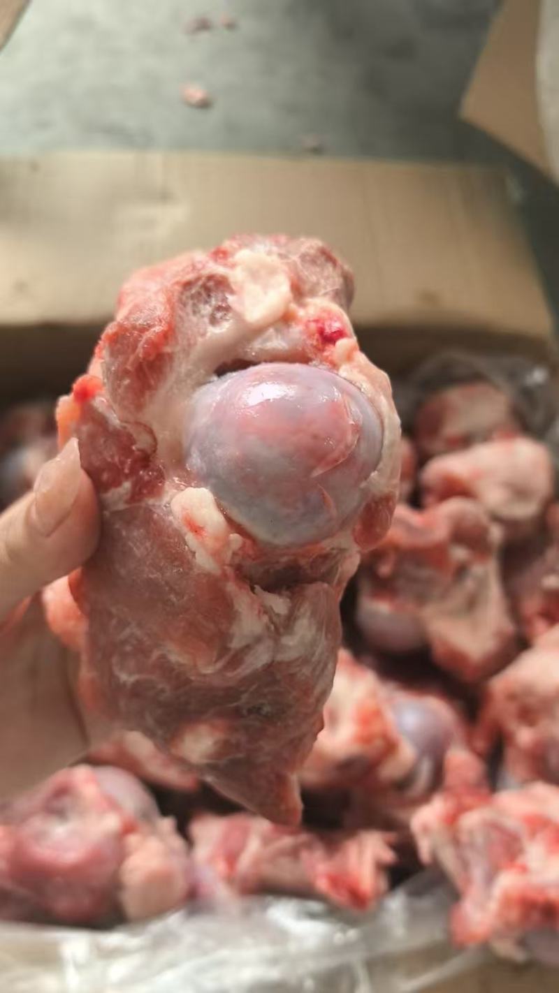 猪满肉棒骨