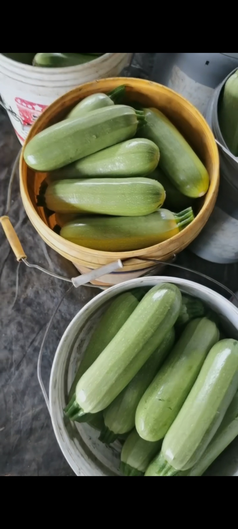 九月份开始大量上市