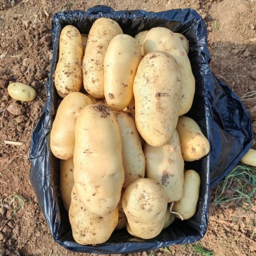 山东土豆济南土豆泰安土肥城土豆荷兰V7