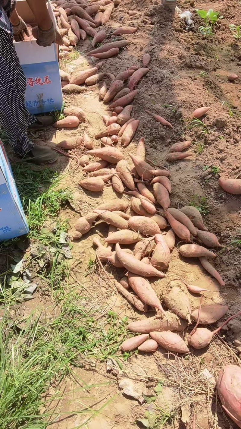 河南内黄西瓜红大量上市