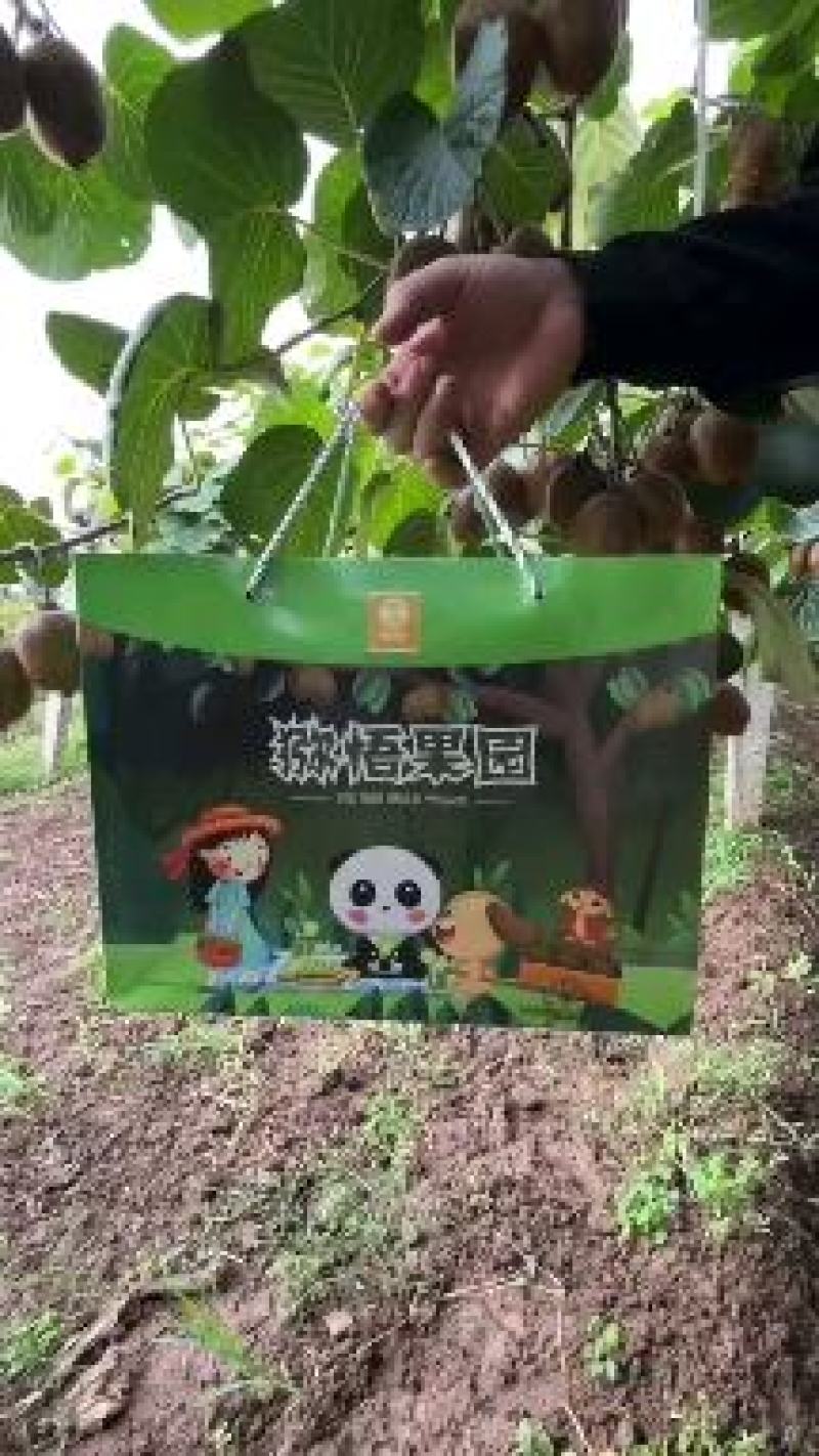 陕西眉县徐香猕猴桃