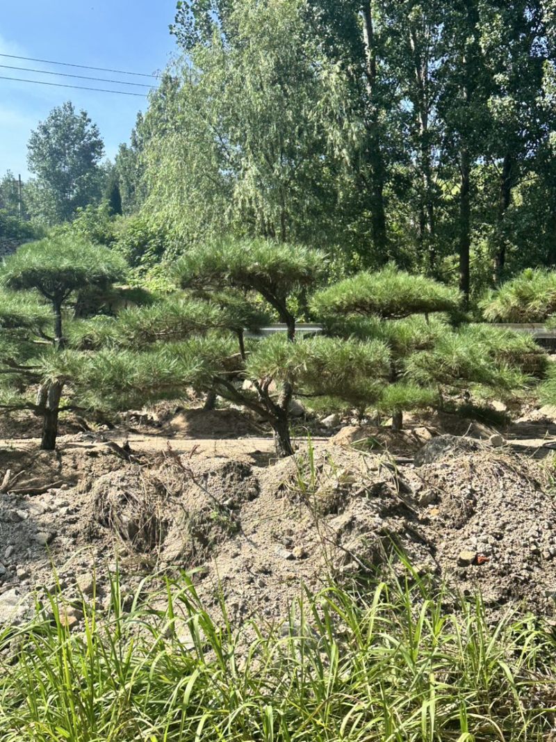 买造型松就来山东济南，性价比超高，庭院松迎客松