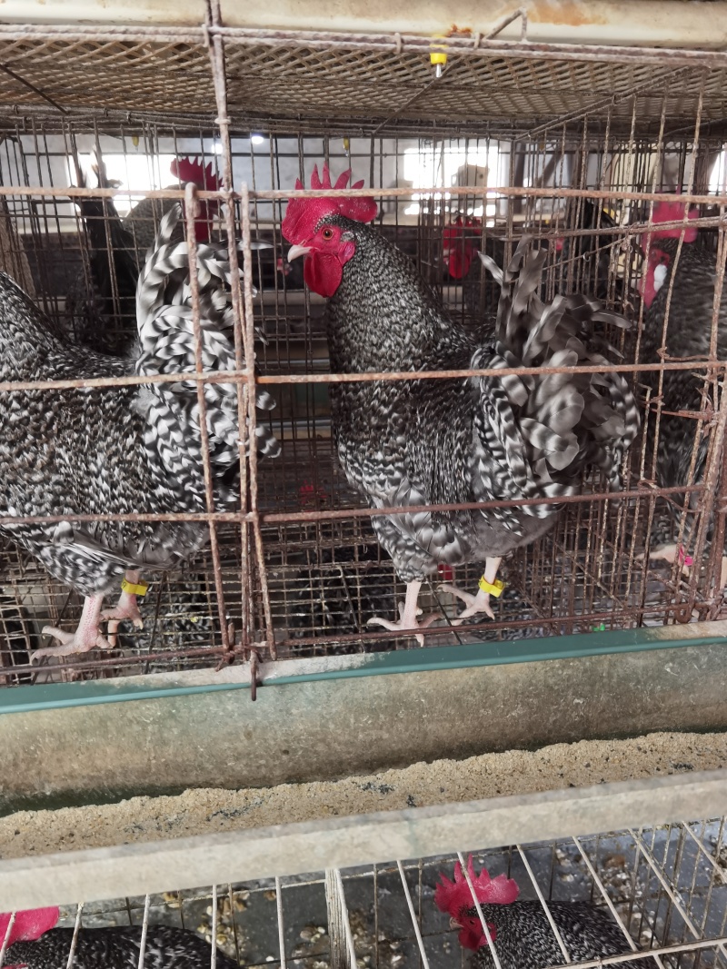 半斤到一斤重脱温芦花鸡苗防疫齐全健康好养重量达标