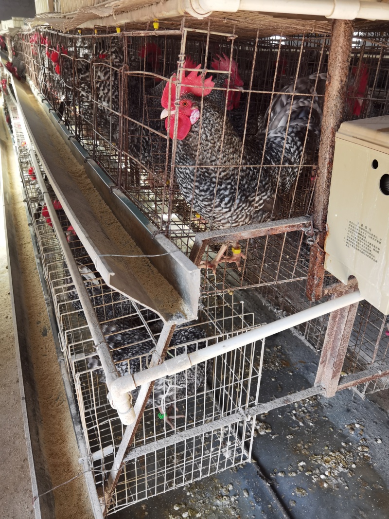 半斤到一斤重脱温芦花鸡苗防疫齐全健康好养重量达标
