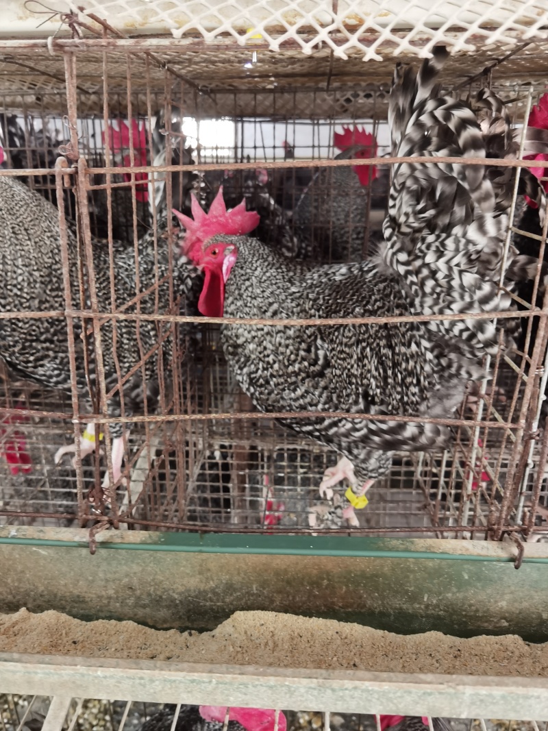 半斤到一斤重脱温芦花鸡苗防疫齐全健康好养重量达标