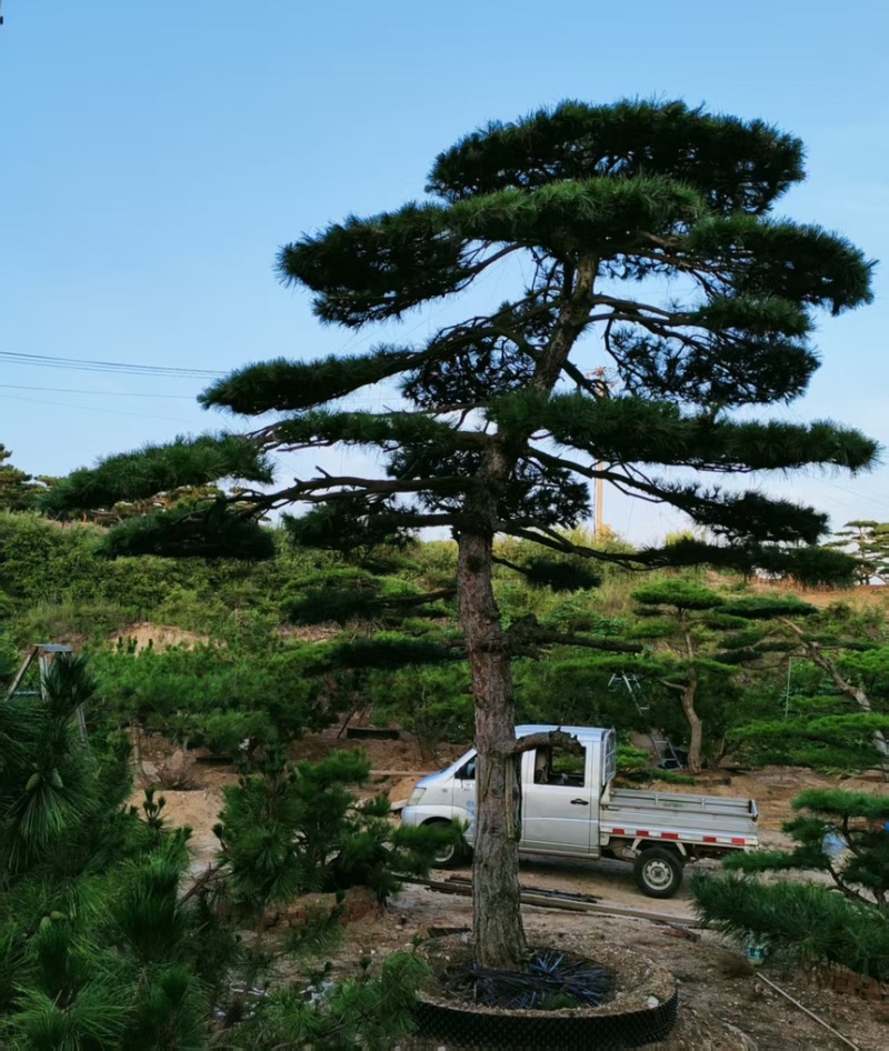 买造型松就来山东济南，性价比超高，庭院松迎客松