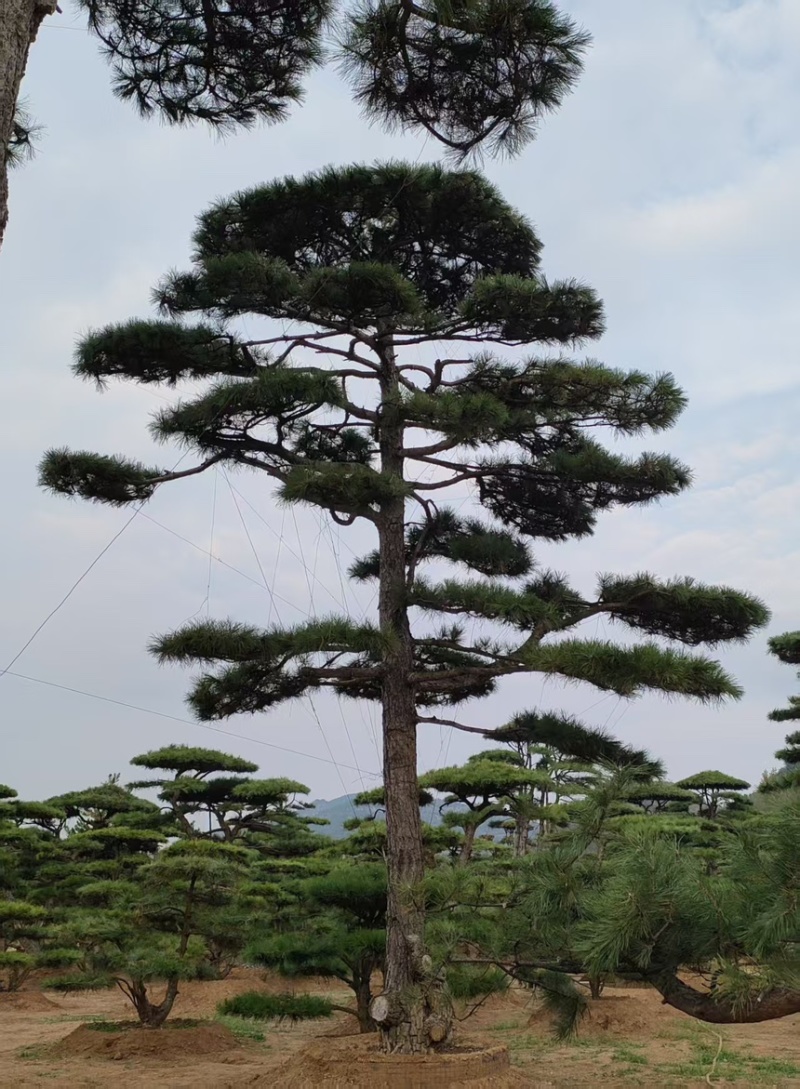 买造型松就来山东济南，性价比超高，庭院松迎客松