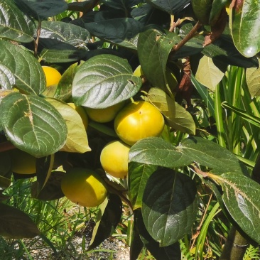 蜜珍柿子
