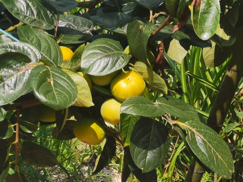 蜜珍柿子