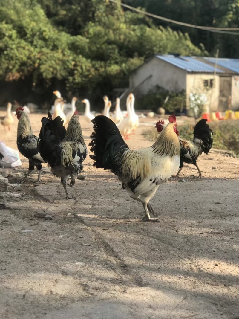 本厂有鹊山鸡出壳苗农家散养鸡健康好养防疫到位。