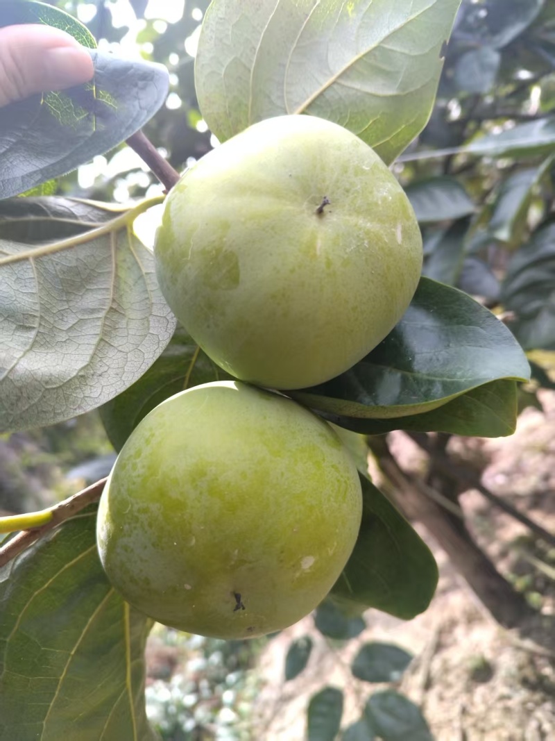 蜜珍柿子