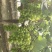 阳光玫瑰