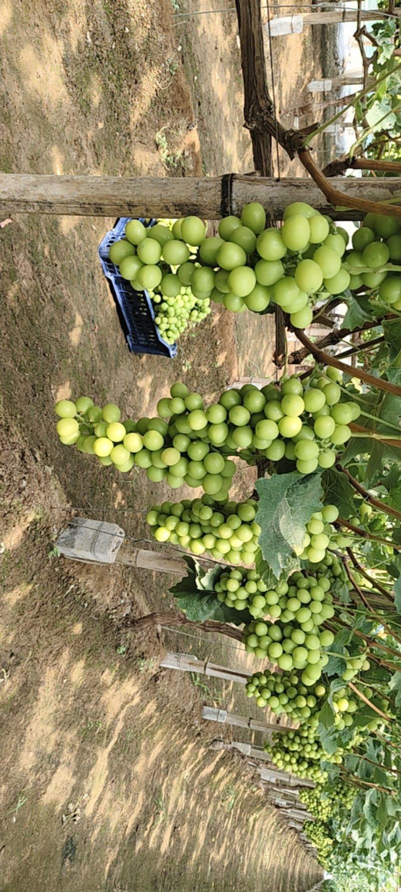 阳光玫瑰