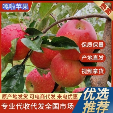嘎啦苹果现在开始上市货源充足，产地直发，欢迎客商进店咨询
