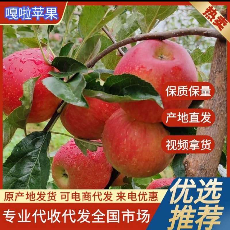 嘎啦苹果现在开始上市货源充足，产地直发，欢迎客商进店咨询