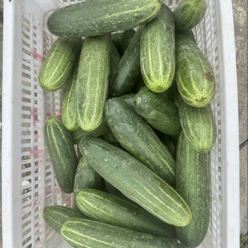 各种精品吊瓜，白绿二号，大量有货