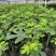 120棒棒糖无花果基地直供品质优可对接市场成活率高欢迎