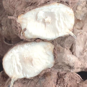 广东本地野生土茯苓，新鲜土茯苓白肉，有需要来电或咨询详谈