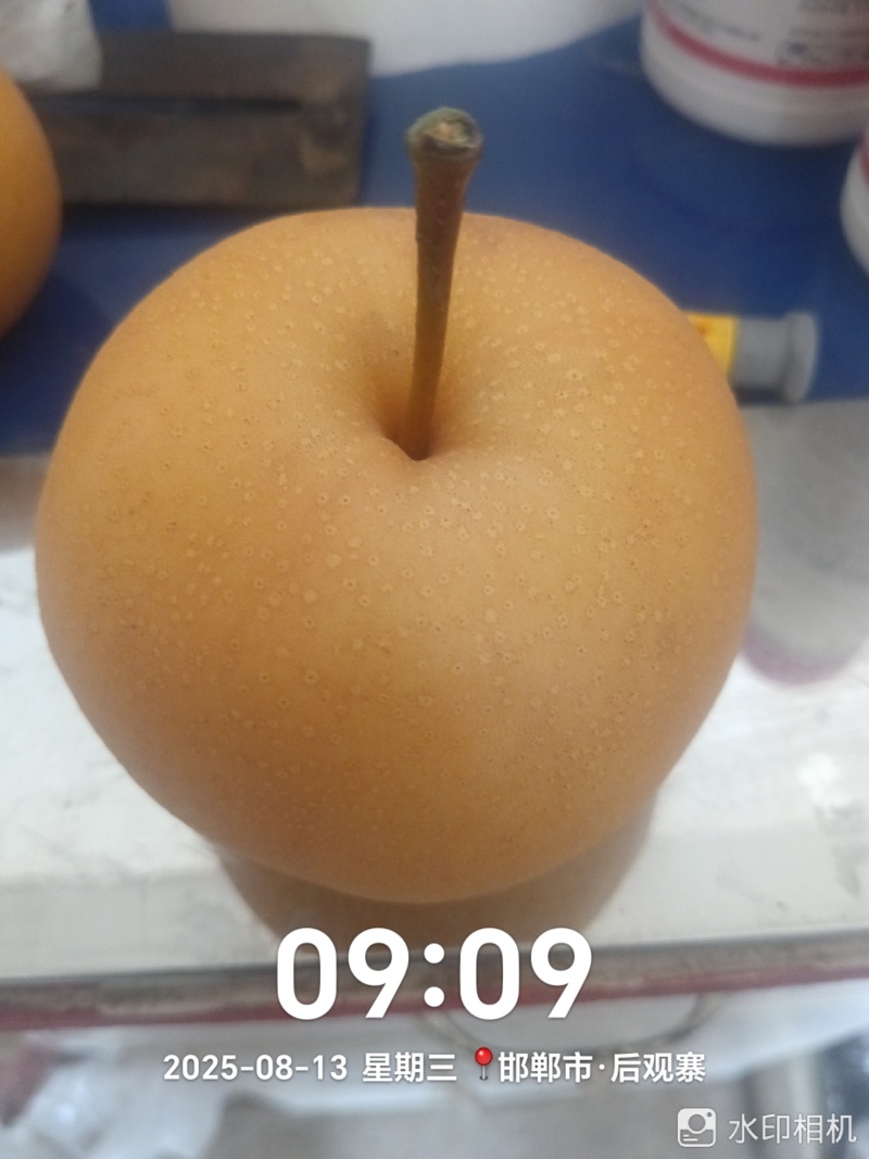 晚秋黄梨，